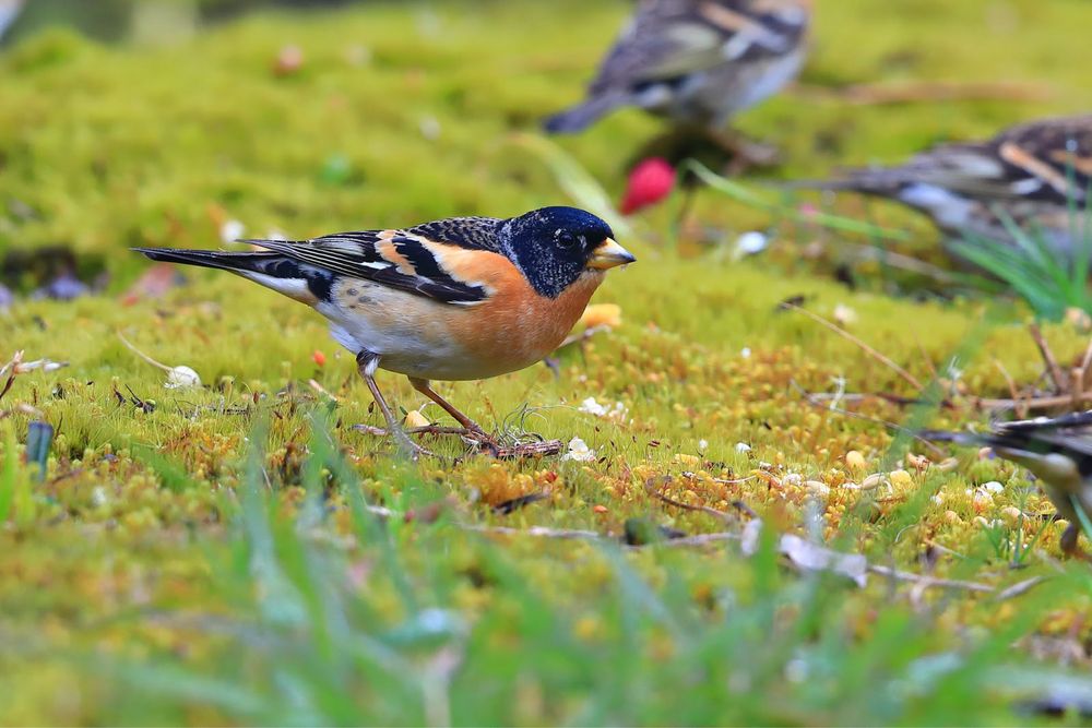 Продаются птички Вьюрок!