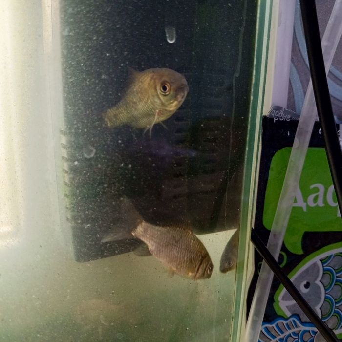 Аквариум с рыбами и декором