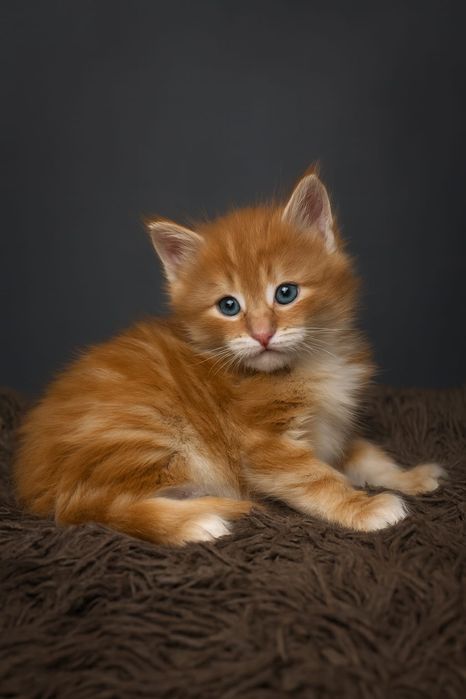 Продам котят Мейн-кун