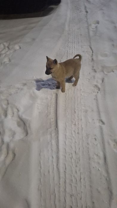 Отдадим чудесного щенка-девочку, возраст примерно 2мес, средне-крупная
