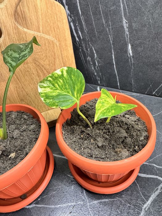 Продам комнатные цветы по 1500