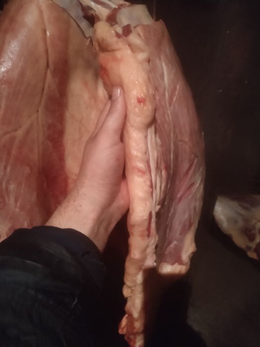 Жылкы ети сатылады! Жабагы 8 айлык согым