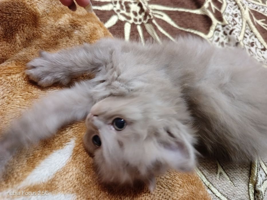 Продам котенка девочка  шотландка