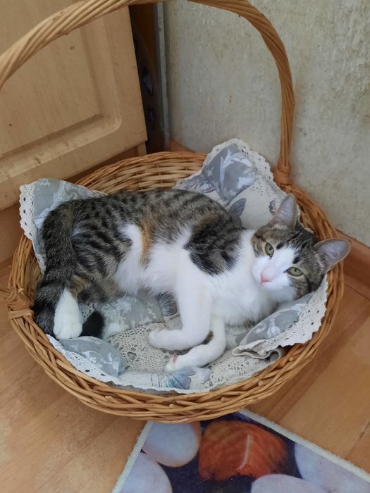 Молодая хорошая кошка