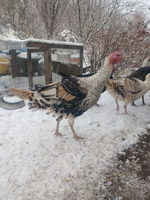 Птицы индюки и индюшки