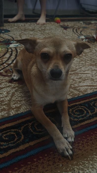 Продам молодого щенка торт терьера