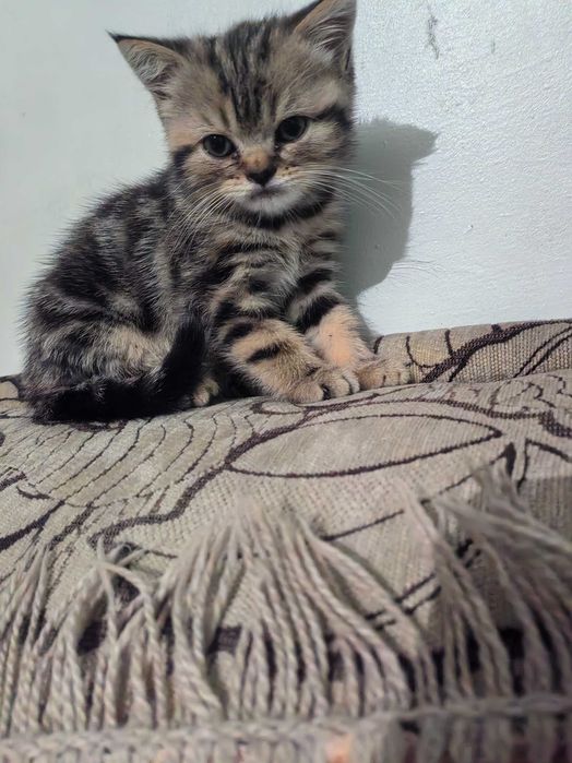Продам котёнка британец
