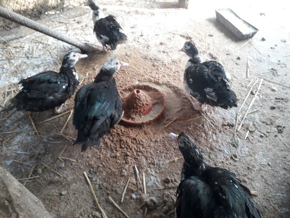 Rate leșești de vânzare ratoi