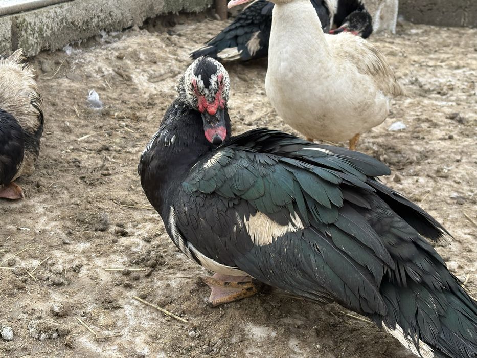 Rățoi leșești  de anul trecut din luna Iunie