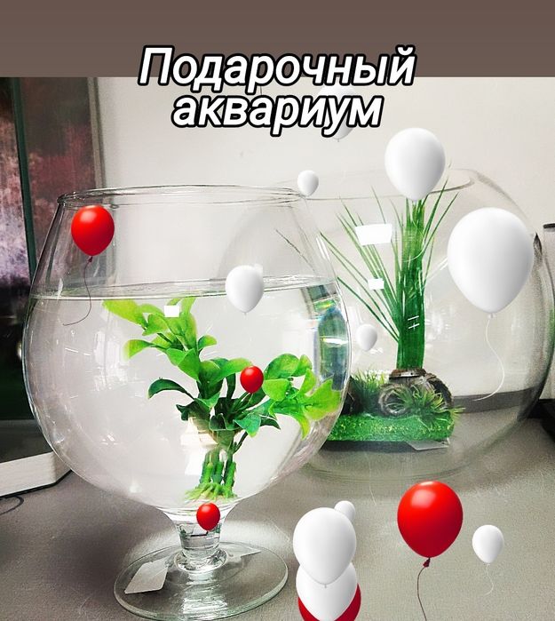 Рыбки петушки. Навои-Торайгырова