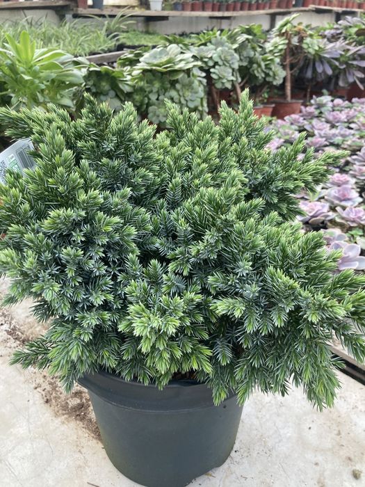 Коника ,Кипарисы,можжевельники