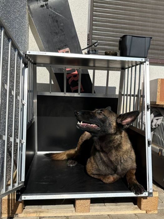 Malinois ciobanesc belgian