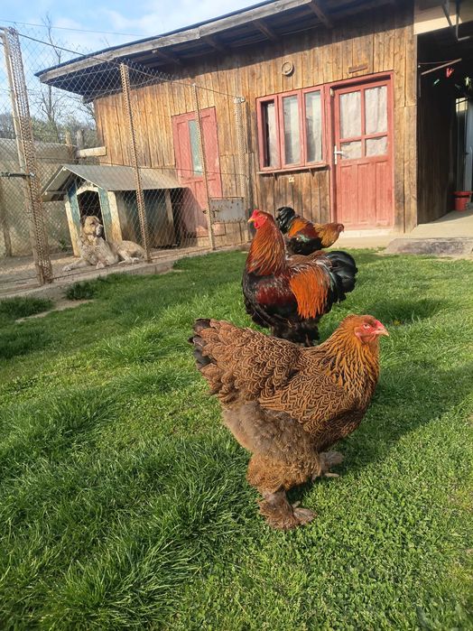 Pui si pasari adulte Brahma si Australorp