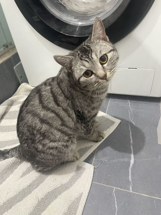 Вязка британский кот(британец)