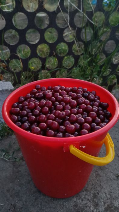 Шие  Вишня Продам