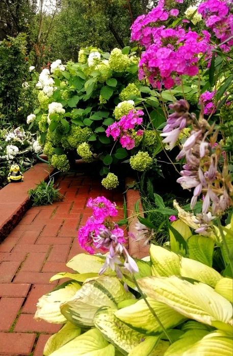 Золотистая гибридная хоста "Gold Standard" ("Золотой Стандарт") - от