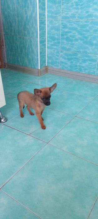 Той терьер щенки