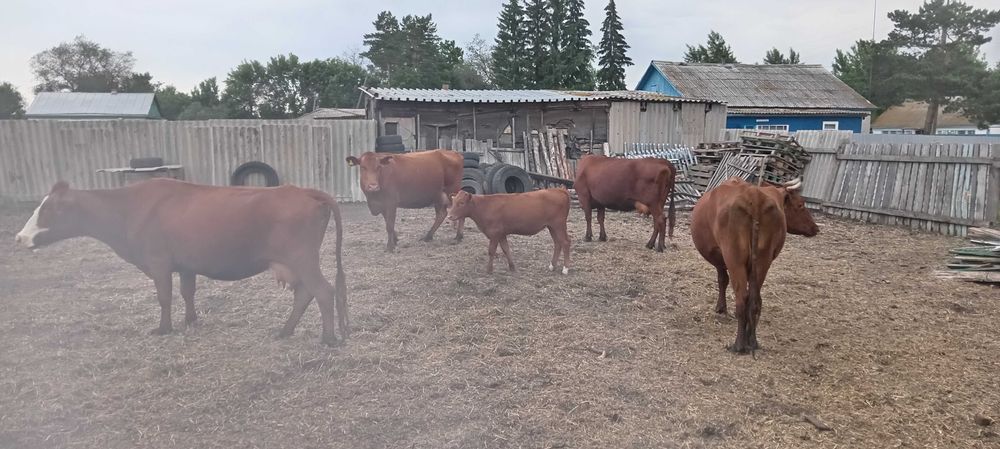 Продам камолых коров