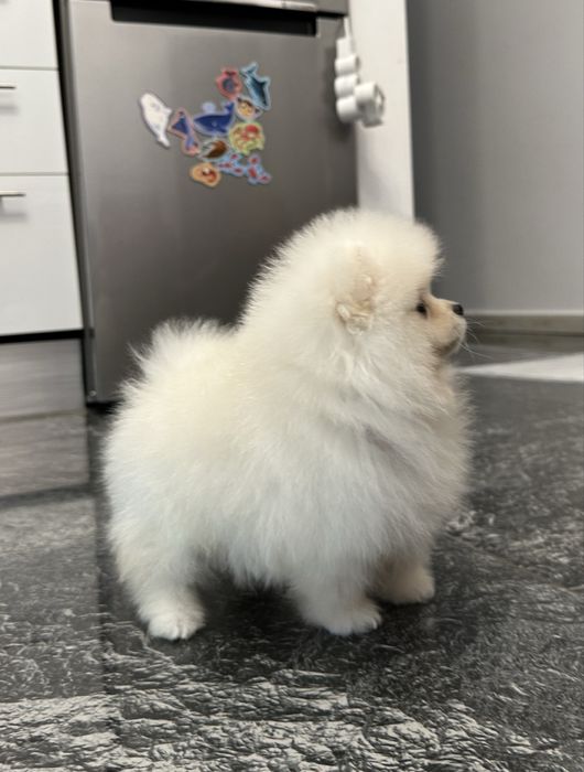 cățeluș  Pomeranian FCI