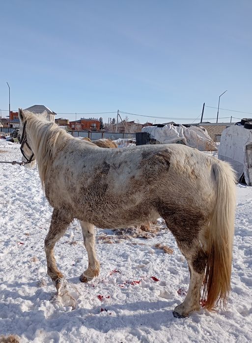 Продам кобылу 6лет