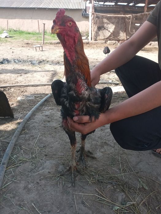 Қазғурт түркыстански облыс