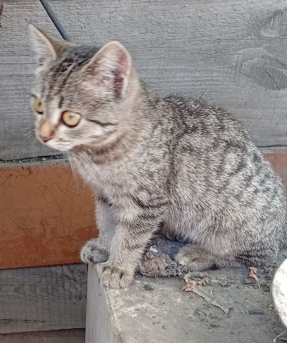 Кошечка в добрые руки.