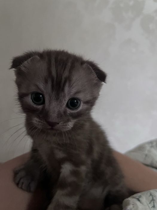 мысыктар / котята