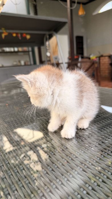 Котята от британской и шотландской вислоухой