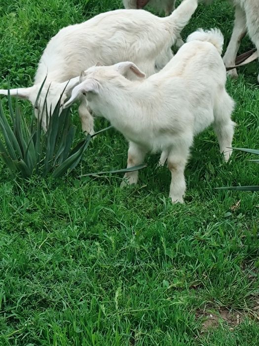 Теке лақтар 2 еу