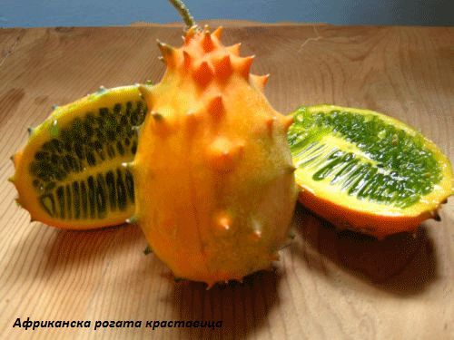 Екзотични растения / семена (доставка за цялата страна)