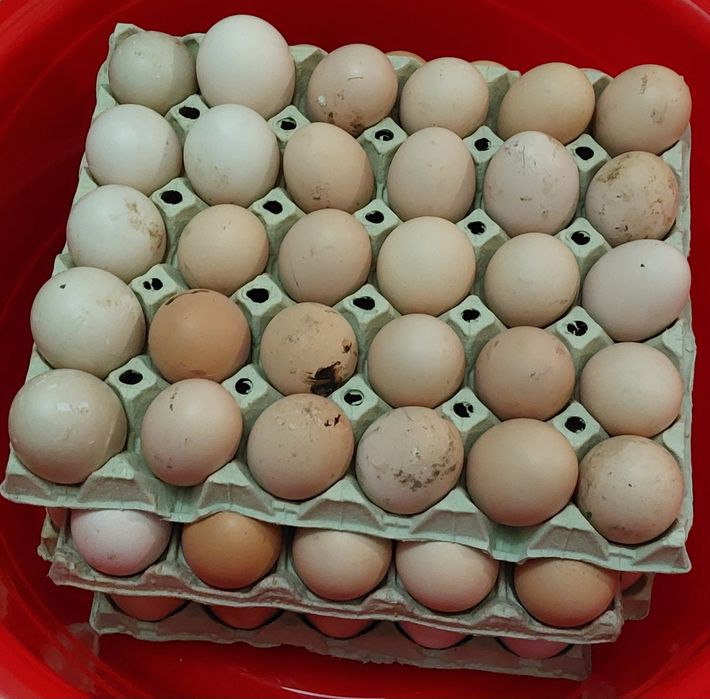 Ouă de găină de țară