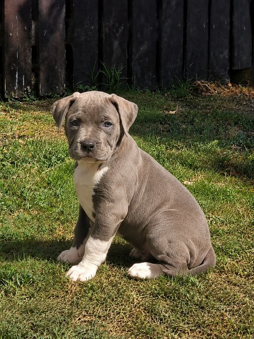 Mascul American Staffordshire Terrier Blue cu Alb