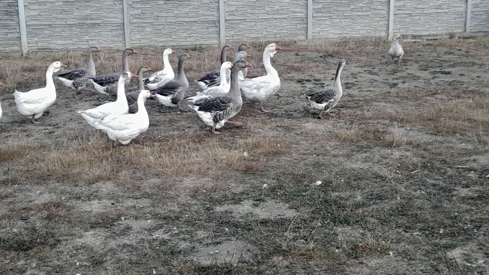 22 gaste si gascani diverse rase și metiși lor