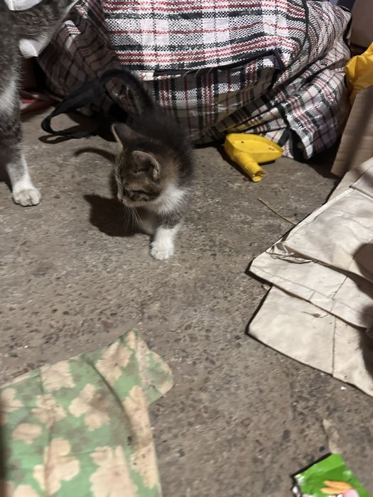Отдам котят в хорошие руки