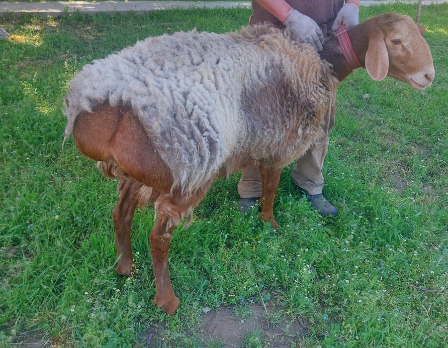 Қошкар сатылады.