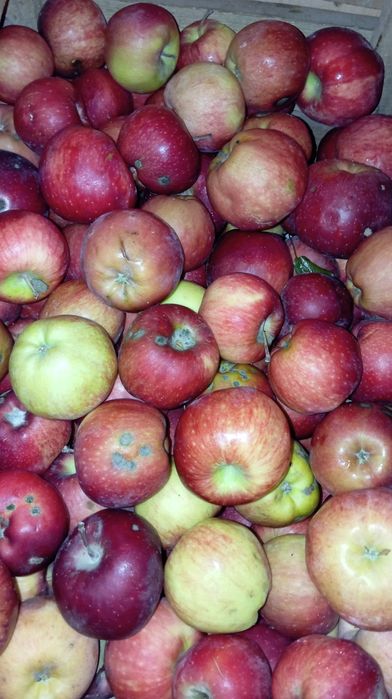 Яблоки Американка крупные но с паршой