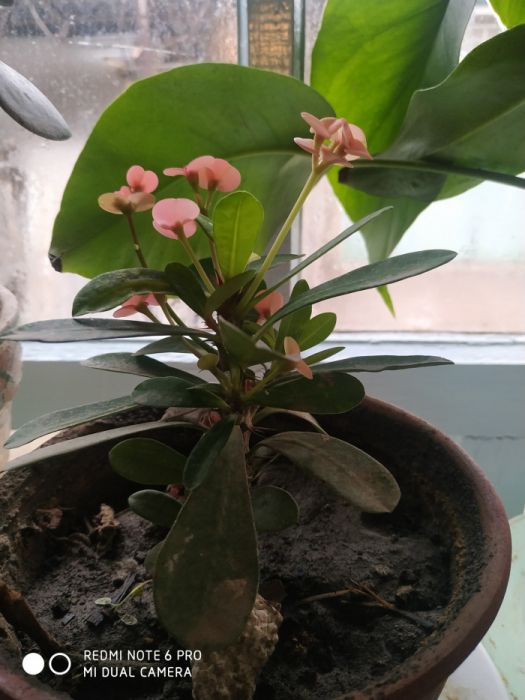 Продаются цветы комнатные растения