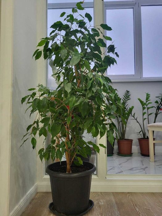 продам комнатные растения