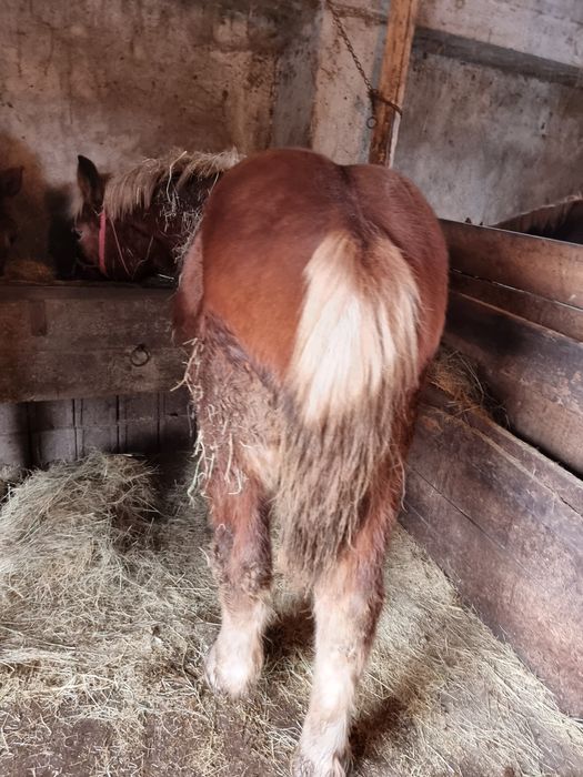 Vând o minza mondiala de 8 luni