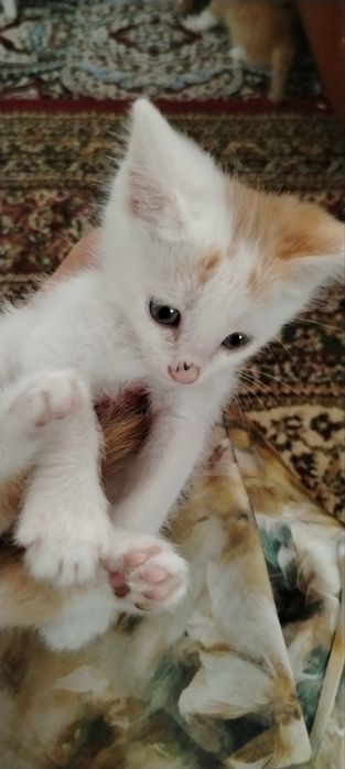 Отдам бесплатно, даром