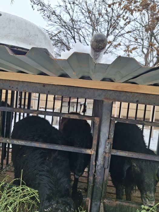 Токтылар и қошкарлар