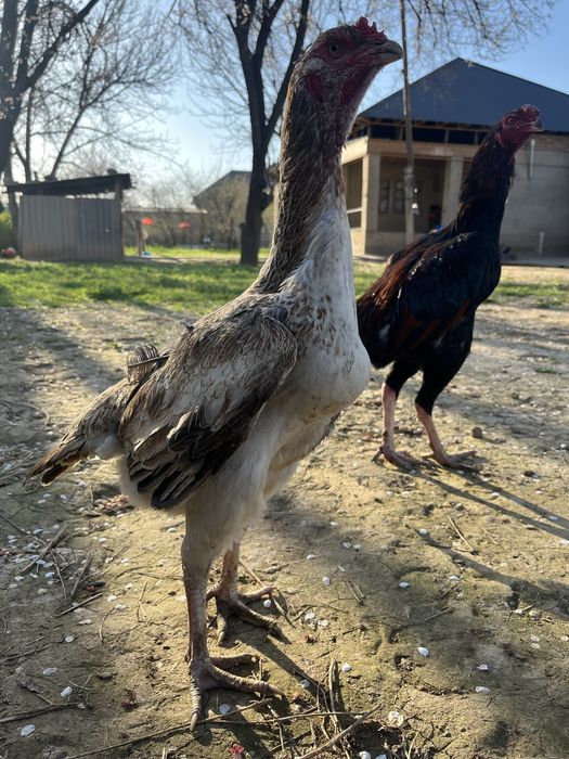 дакан мекен тулячка