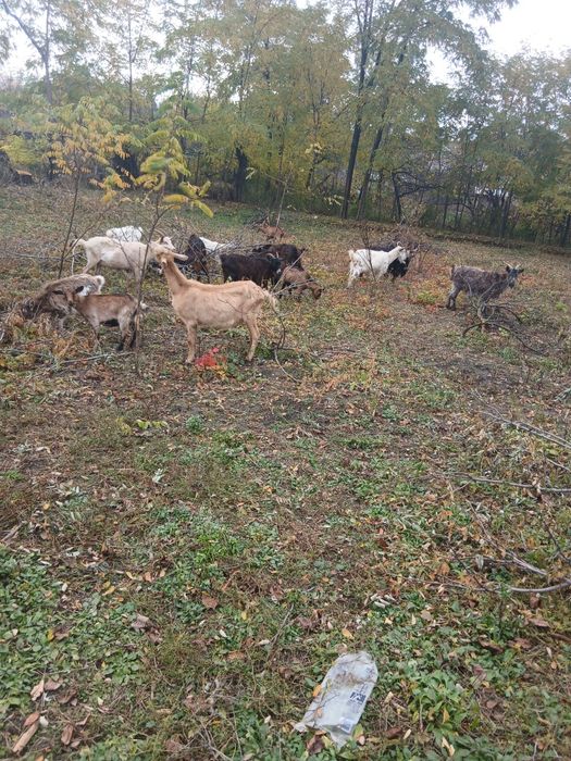 Vând 18 capre de vânzare