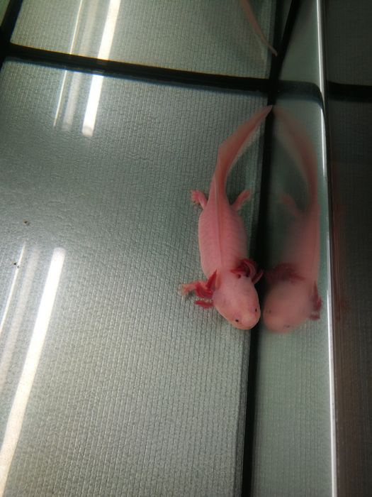 Аксолотъл с аквариум