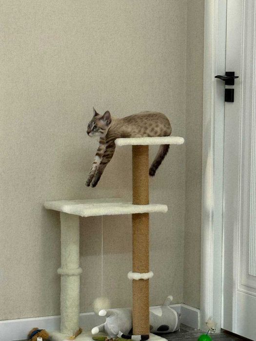 Когтеточка с лежанкой