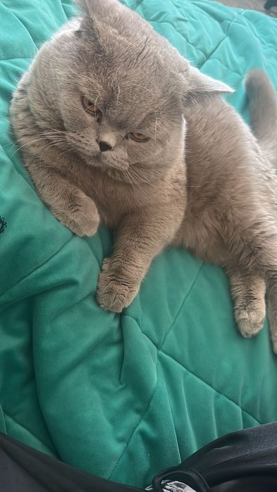 Котята  скотиш страйт