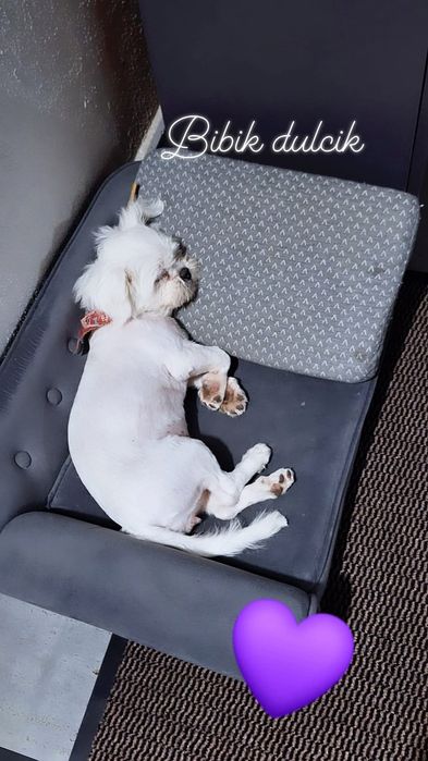 Super oferta! Fată Shih-Tzu 6 luni