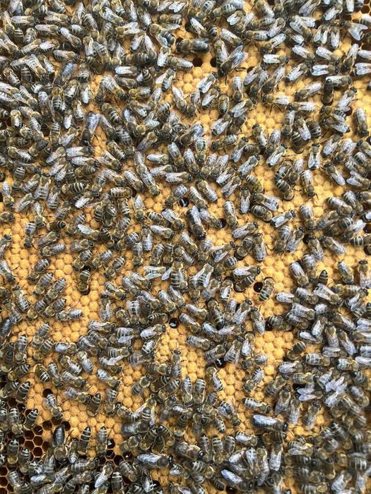 Vand familii de albine