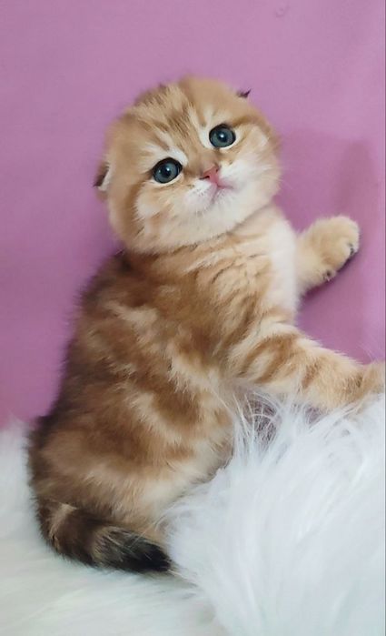 Мраморная девочка скоттиш фолд золотая шиншилла