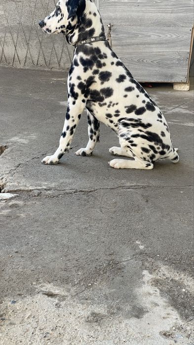Dalmatin kuchuk sotiladi juda ham toza qonlik